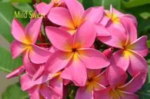 pink plumeria