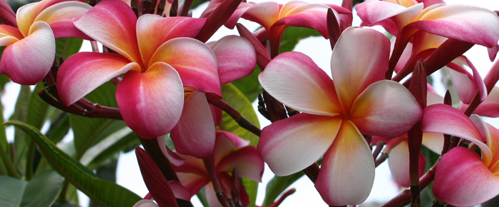Curly White Plumeria Cutting • Hawaiian Tropical Flowers • Perfect Gift 